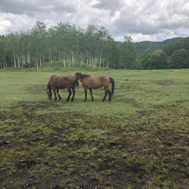 【開田高原】希少な在来種・木曽馬！！