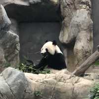 Ocean Park, The only park in Hong Kong to meet Pinguin and Panda