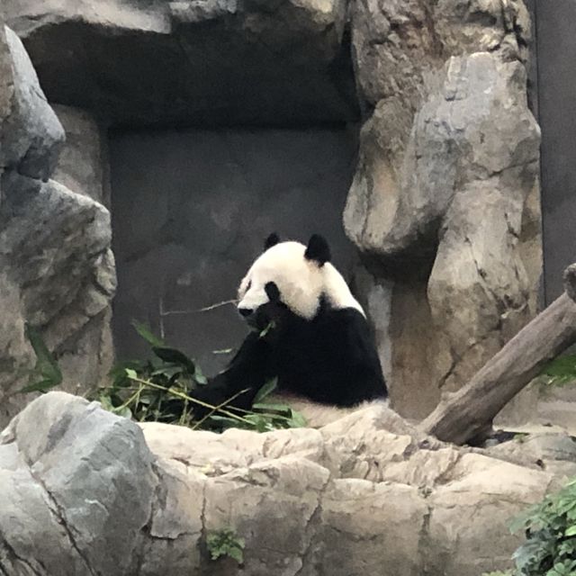 Ocean Park, The only park in Hong Kong to meet Pinguin and Panda