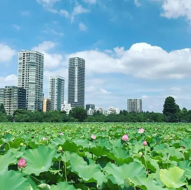 Hoa sen ở công viên Ueno