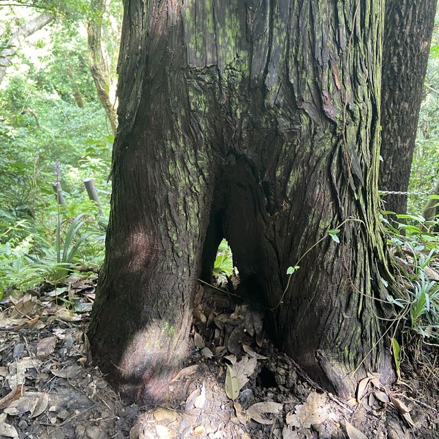 【伊予ヶ岳】ロープを使う登山