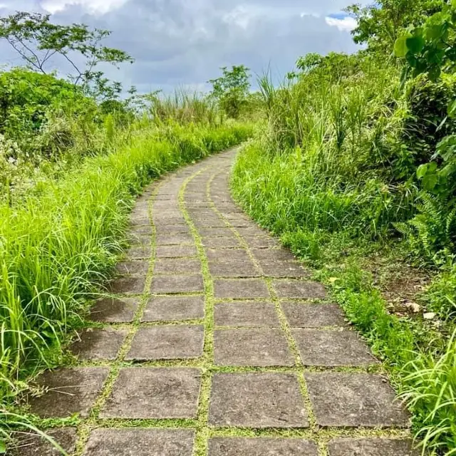 Explore out the Campuhan Ridge Walk