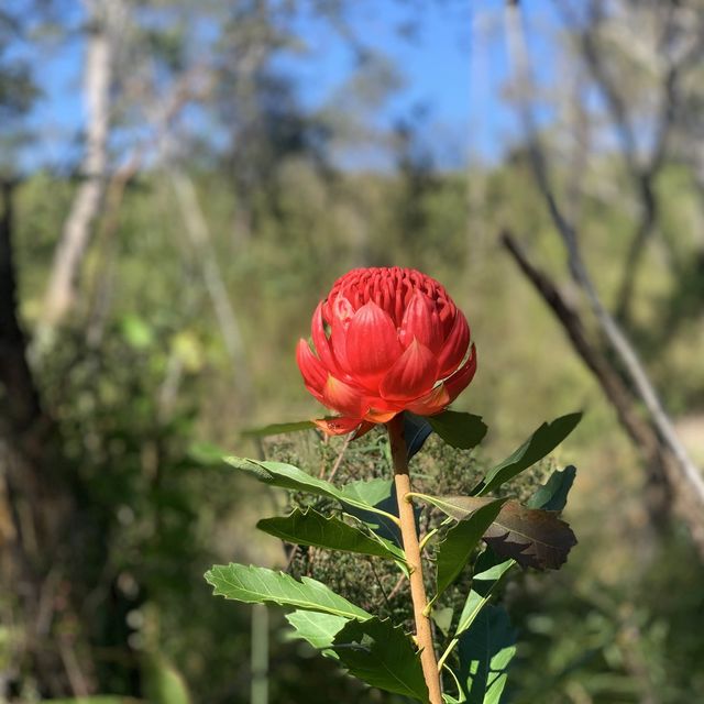 NSW bushwalking and wildflower 