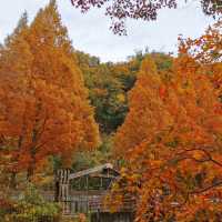 A hidden autumn paradise near Osaka / Kyoto