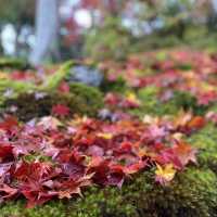 盛茂紅葉中體驗靜謐境界 – 常寂光寺
