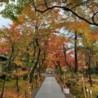 京都紅葉2022  宝厳院の素晴らしい紅葉