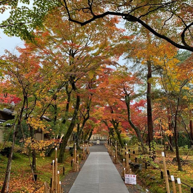 京都紅葉2022  宝厳院の素晴らしい紅葉