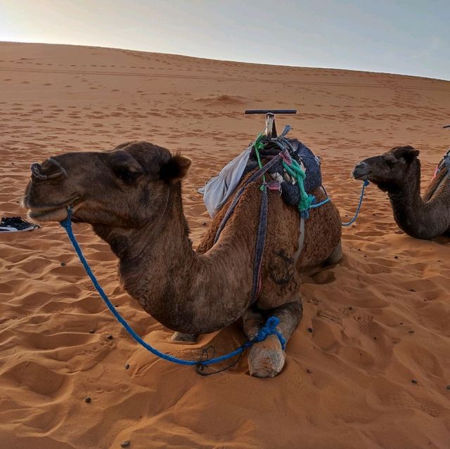 Morocco Sahara Desert Camel Ride