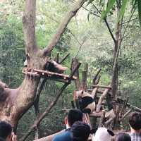 Research Base of Giant Cute Pandas 