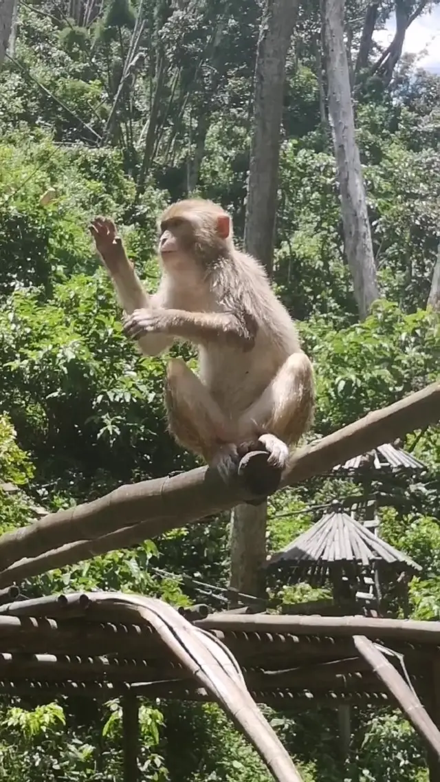 Monkeys in Xishuangbanna love Banana