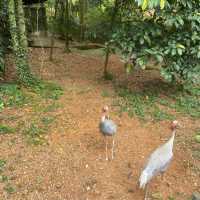 Jurong Bird Park Singapore