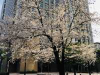 This year's cherry blossoms can be enjoyed to the fullest~