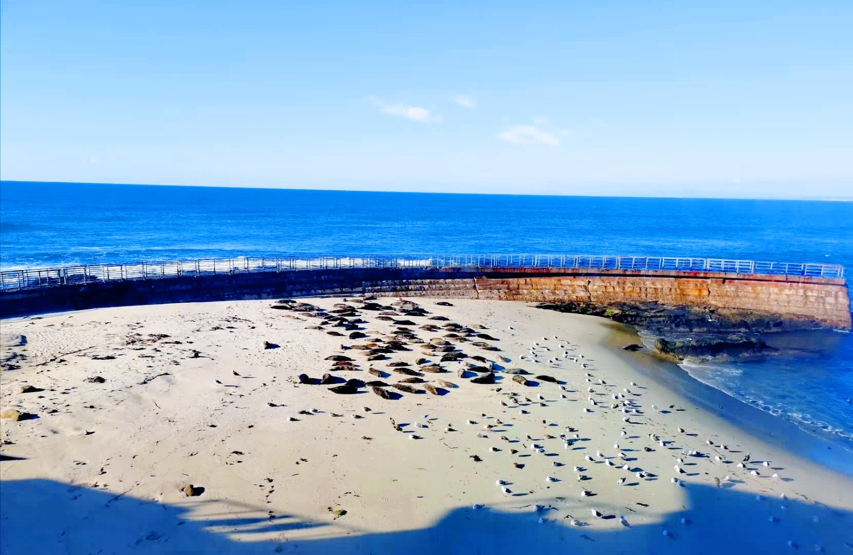 La Jolla Cove – San Diego's Most Photographed Beach – Journeys with Johnbo