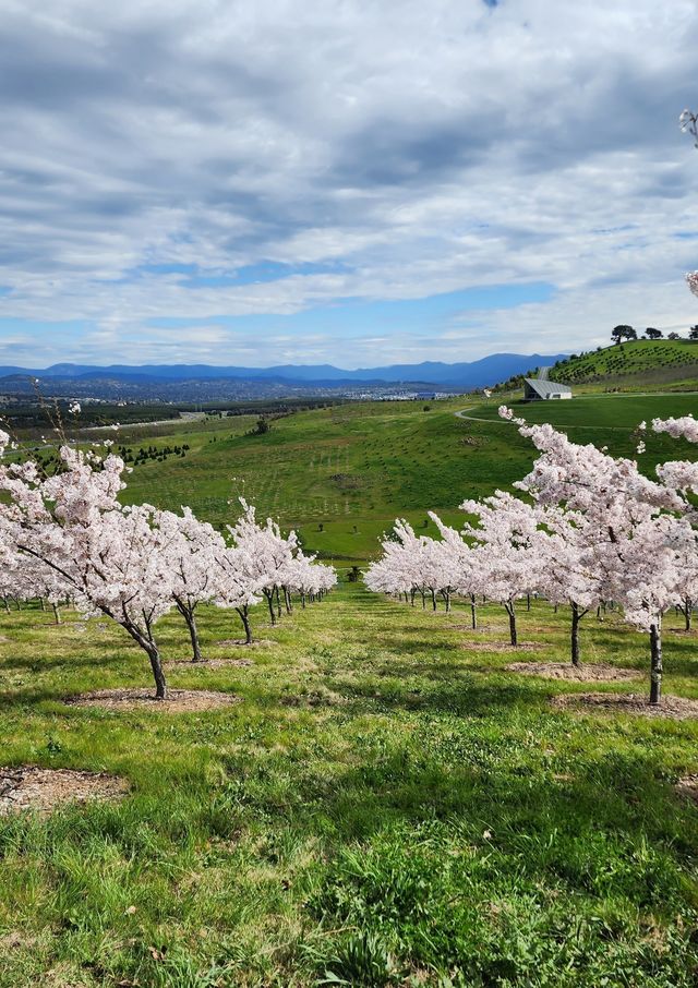 Enjoy the flowers at Canberra Arboretum.