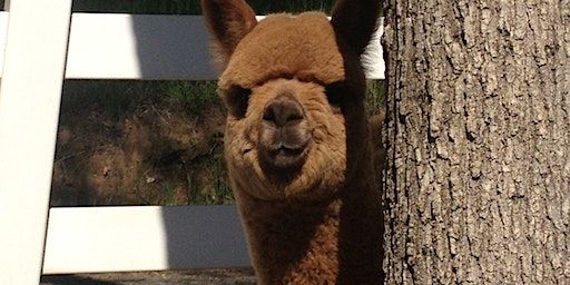 Alpaca Yoga Pop Up | 9980 Wise Road, Auburn, CA, USA