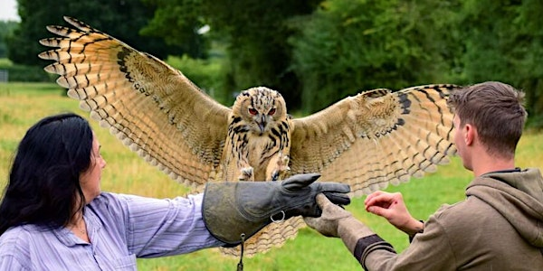 Birds of Prey Experience with Mercer Falconry | Castle Bromwich Hall Gardens Trust