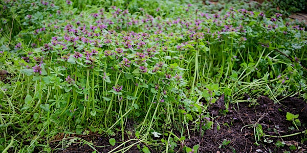 Tea and Garden at Terra Nova | Terra Nova Red Barn
