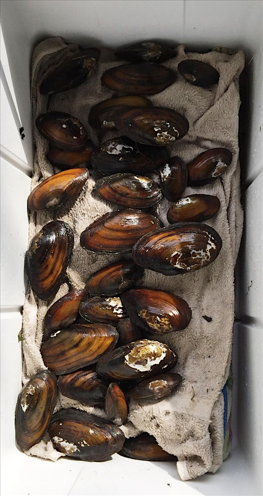 Freshwater Mussels Field ID and Monitoring - September 2025 | Clackamas Community College Environmental Learning Center (ELC)