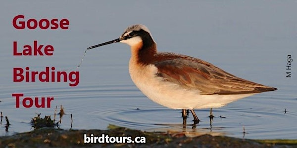 Goose Lake Birding Tour | Shoppers Drug Mart parking lot