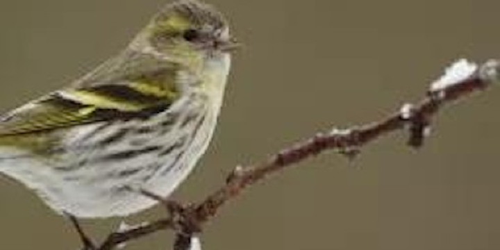 Beginners’ Birdwatching - Winter | Sevenoaks Wildlife Reserve & Jeffery Harrison Visitor Centre