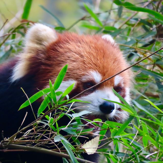 ROBUSTLY ADORABLE RED PANDAS 