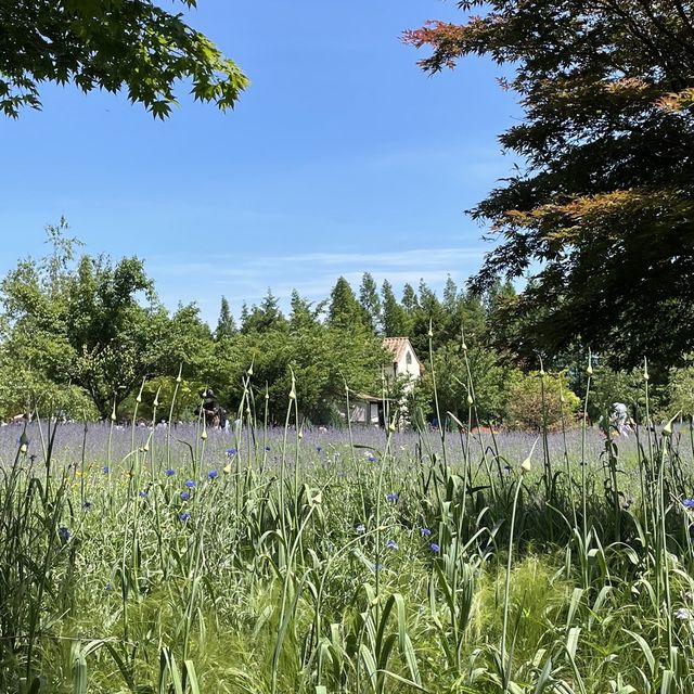 [고성] 하늬라벤더팜💐