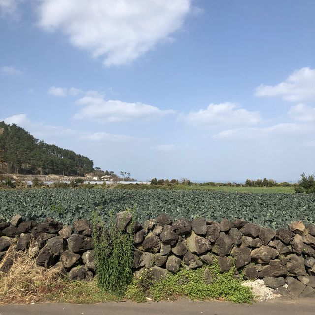 🍊제주가좋은이유🍊