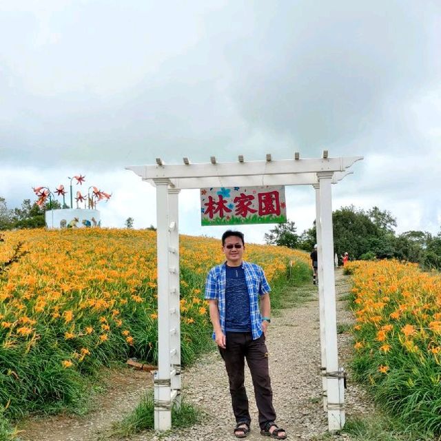 20210901赤科山林家花園金針花況