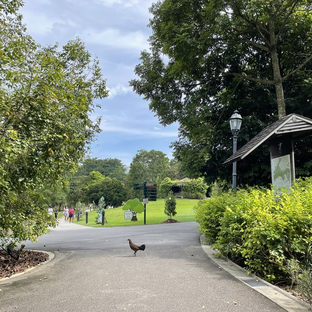 Singapore Botanic Gardens - Nature walk