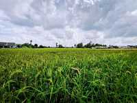 The beautiful paddy field of Malacca