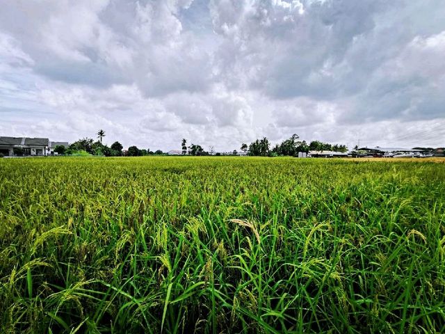 The beautiful paddy field of Malacca