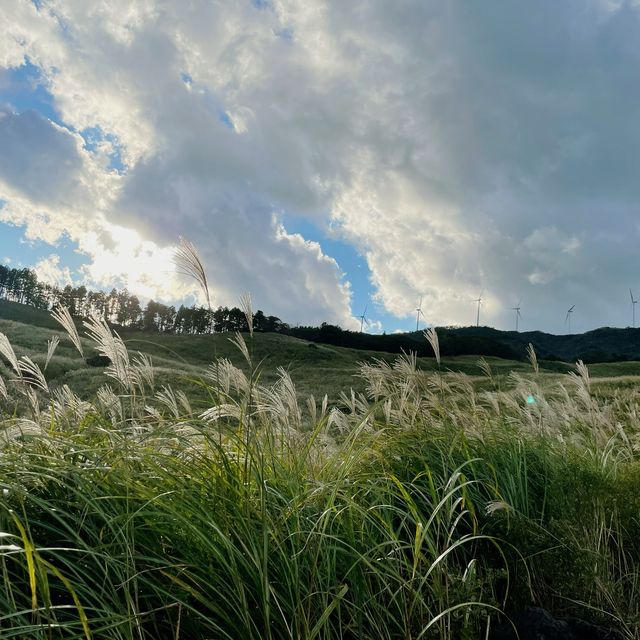 【静岡】黄金の絶景！稲取細野高原のススキ