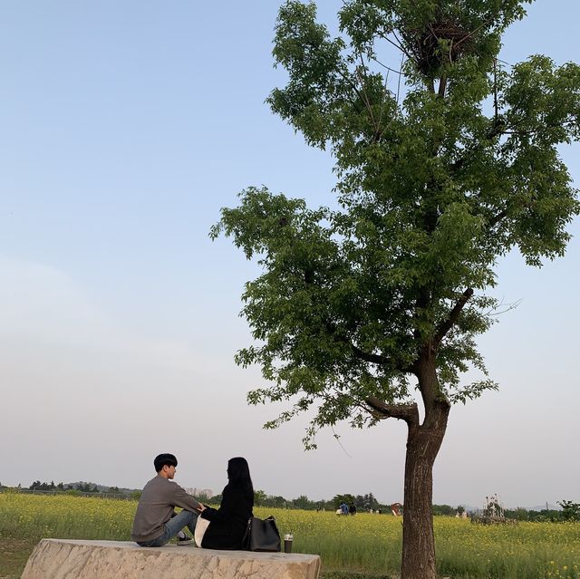 [대구] 또 다른 느낌의 유채꽃밭🌼 ”하중도”