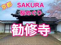 京都　SAKURA 桜めぐり❗️勧修寺の桜に感動❗️