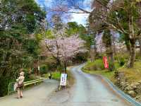 京都　SAKURA 桜めぐり❗️毘沙門堂の枝垂桜に感動❗️