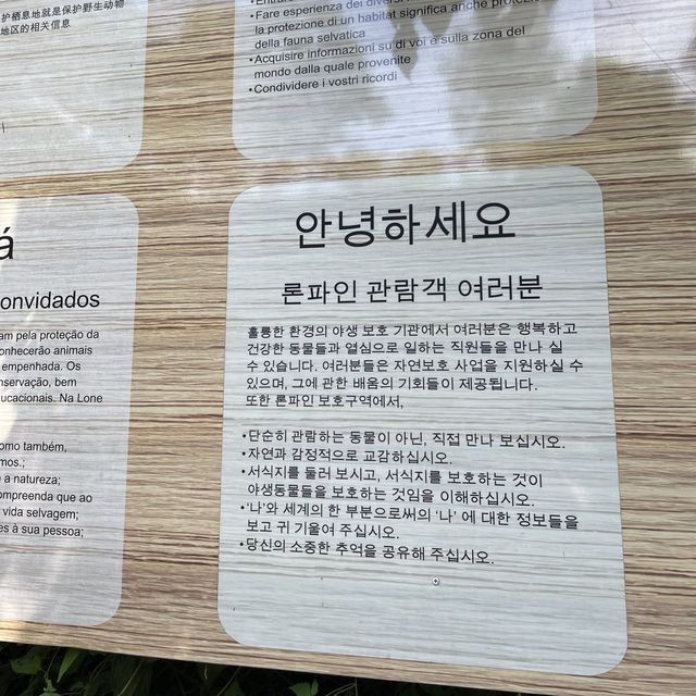 코알라와 캥거루를 가까이서 [론파인코알라보호구역]