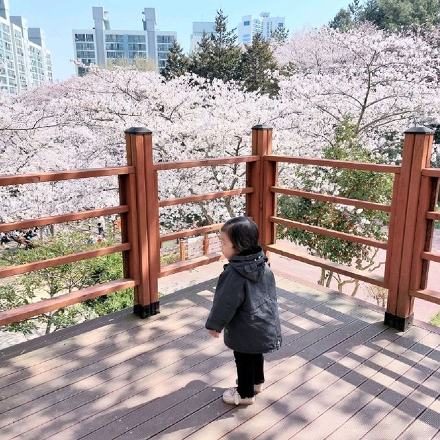 입암산 벚꽃 구경
