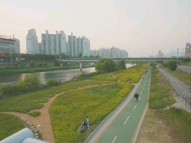 😍 서울 중랑천에는 현재 유채꽃이 풍년 😍