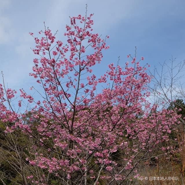 高知縣必去著名景點｜牧野植物園😎😎