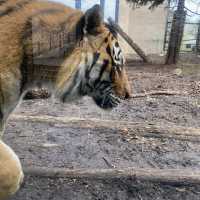 【北海道】間近で見学できる大迫力な動物園