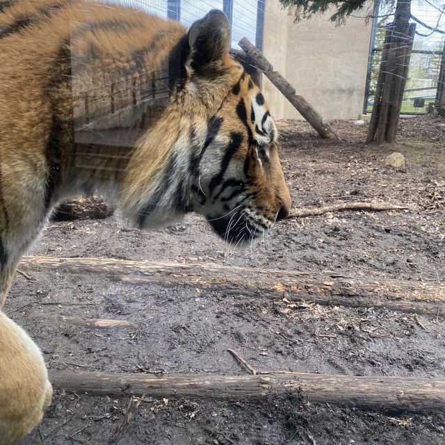 【北海道】間近で見学できる大迫力な動物園