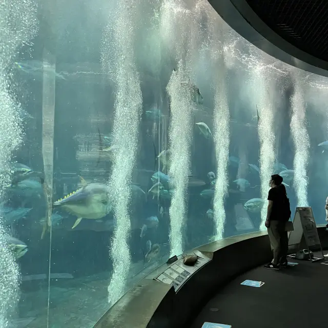 【東京】大人も子供楽しめる水族園