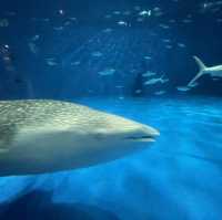 鹿児島県/鹿児島市【いおワールド かごしま水族館】