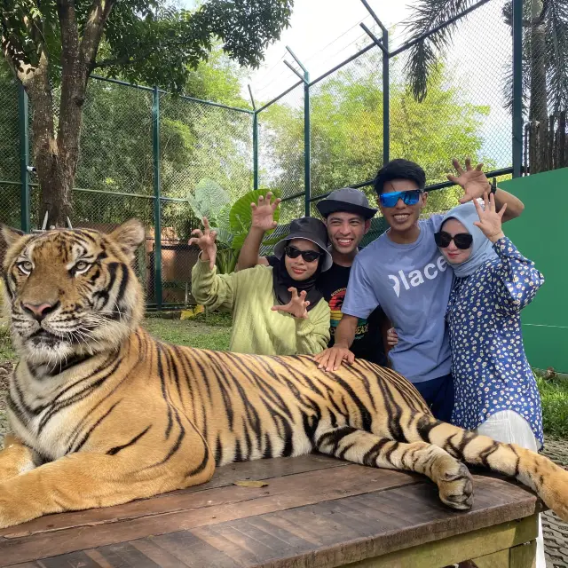 TIGER KINGDOM PHUKET