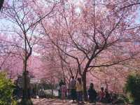 ทริปสีชมพูดอยขุนช่างเคี่ยน