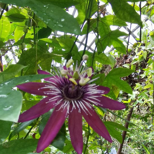 Butterfly Garden in Penang