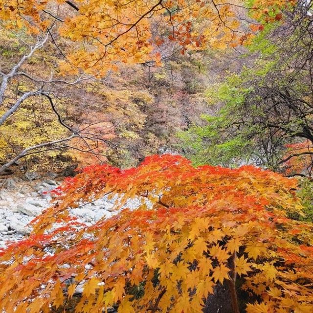 Colours of Baemsangol at Jirisan during Fall