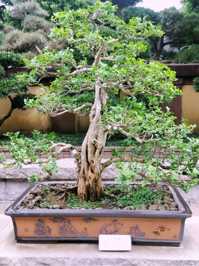 志蓮淨苑的黃金屋