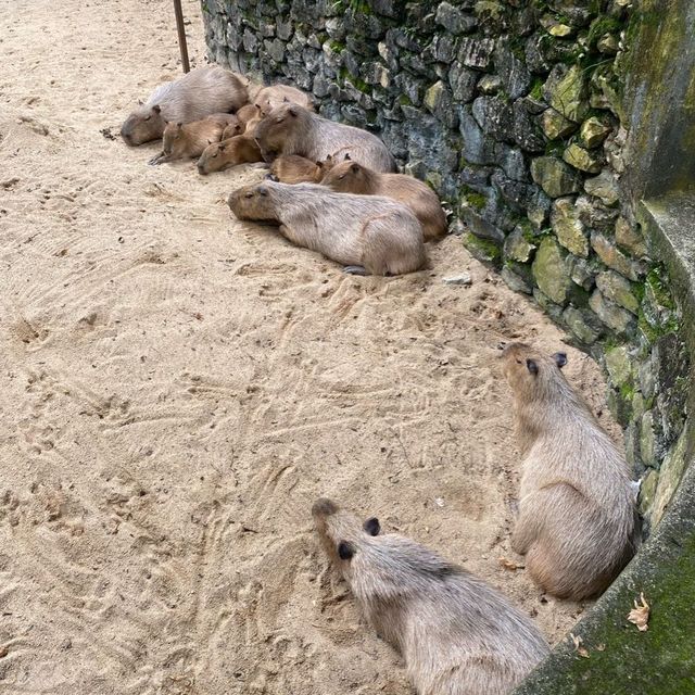 A day in Zoo Negara 🦓🦧🐑🦜🦩🦥