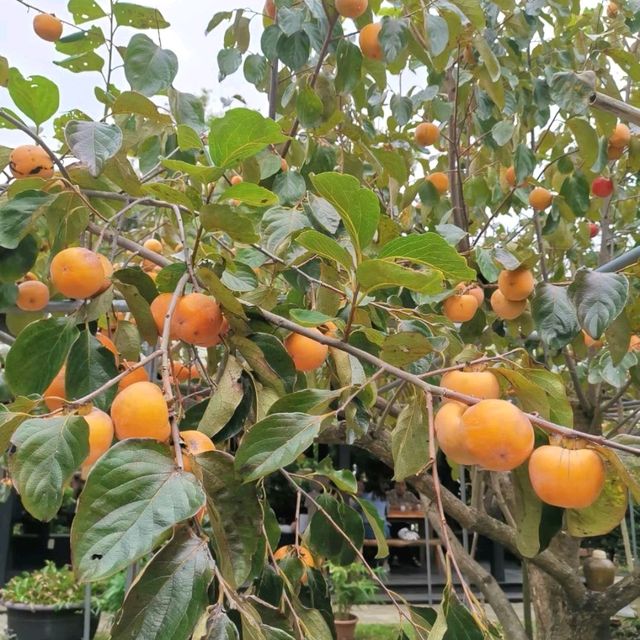 新竹免門票景點「金漢柿餅教育園區」~秋天最美的色彩